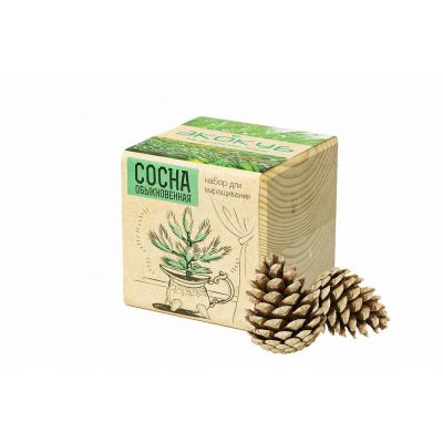 Набор для выращивания «Экокуб», сосна-0