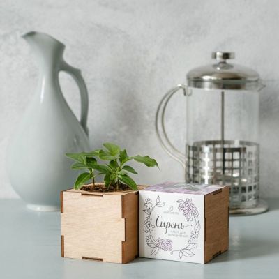 Набор для выращивания «Экокуб Lite», сирень-1