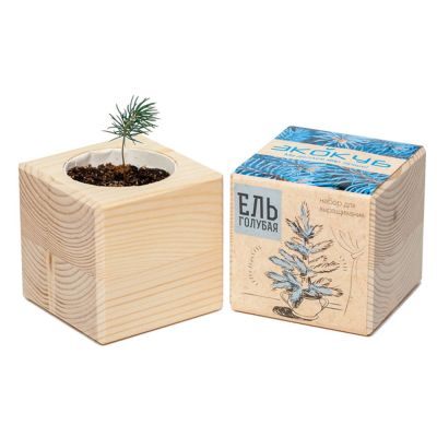 Набор для выращивания «Экокуб», ель голубая-2