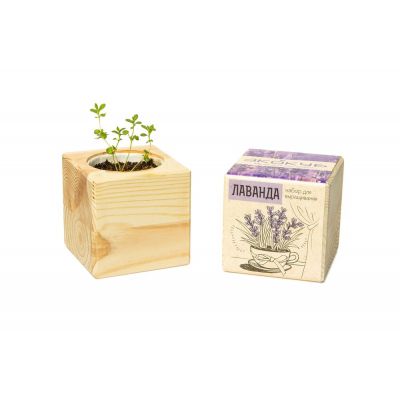 Набор для выращивания «Экокуб», лаванда-3