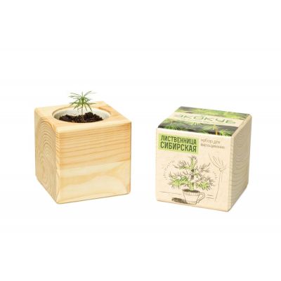 Набор для выращивания «Экокуб», лиственница сибирская-2