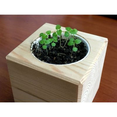 Набор для выращивания «Экокуб», мелисса-3
