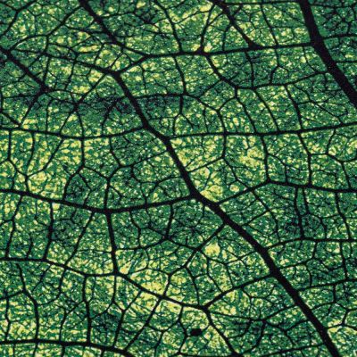 Ежедневник Evergreen, недатированный-5