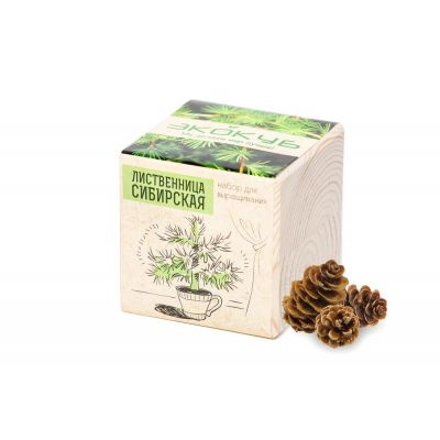 Набор для выращивания «Экокуб», лиственница сибирская-0