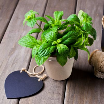 Горшочек для выращивания мяты с семенами (6-8шт) в коробке MERIN, биоразлагаемый материал, дерево, бежевый-5