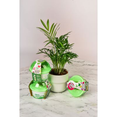 Набор для выращивания микрозелени: РЕДИС, зеленый, белый-4