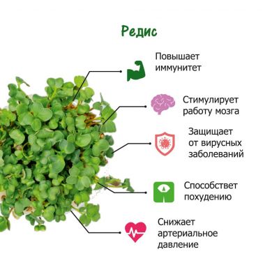 Набор для выращивания микрозелени: РЕДИС, зеленый, белый-1
