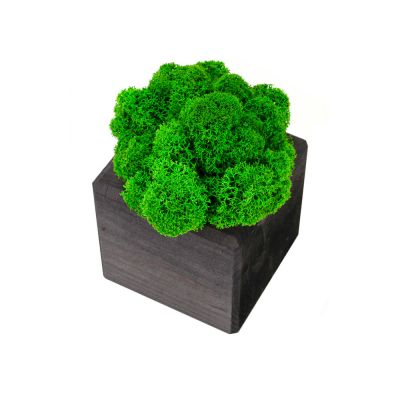 Композиция Мох в интерьере эбен, зеленый-2