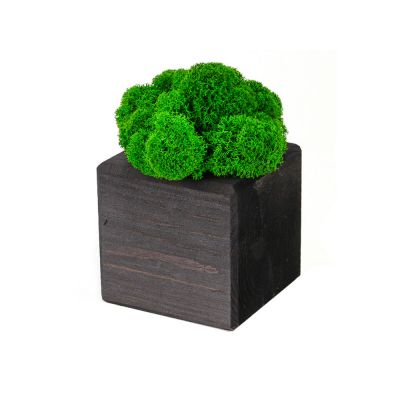 Композиция Мох в интерьере эбен, зеленый-0