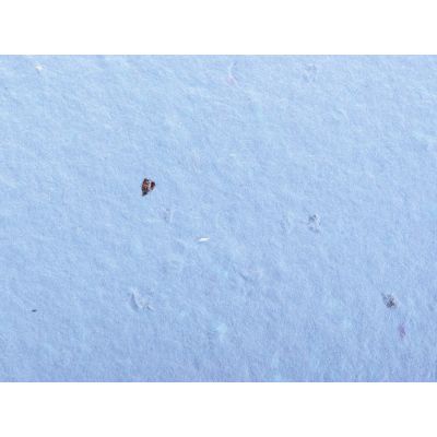 Живой блокнот с семенами цветов, А6, синий-6