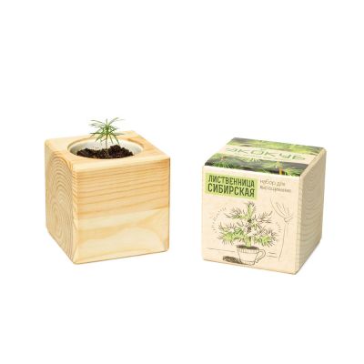 Набор для выращивания Экокуб Classic Лиственница Сибирская-4