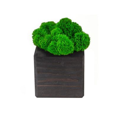 Композиция Мох в интерьере эбен, зеленый-1