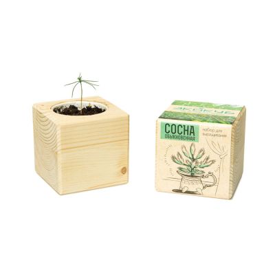 Набор для выращивания Экокуб Classic Сосна обыкновенная-3