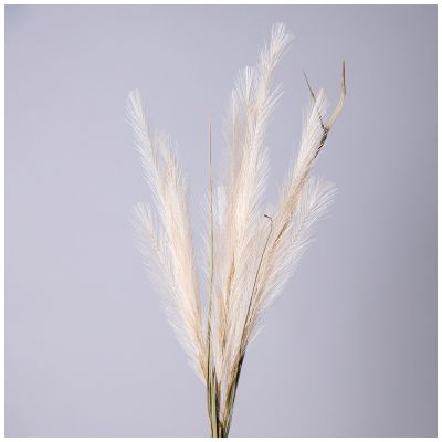 ЦВЕТОК ИСКУССТВЕННЫЙ ПОМПАСНАЯ ТРАВА, ЦВЕТ КРЕМОВЫЙ-0