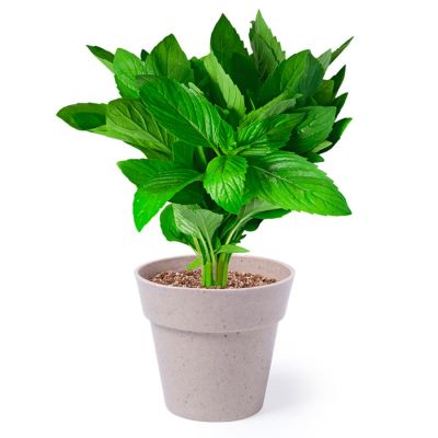 Набор NERTEL: два горшочка для выращивания петрушки и мяты с семенами и грунтом, коричневый-1