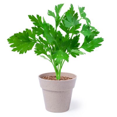 Набор NERTEL: два горшочка для выращивания петрушки и мяты с семенами и грунтом, коричневый-2